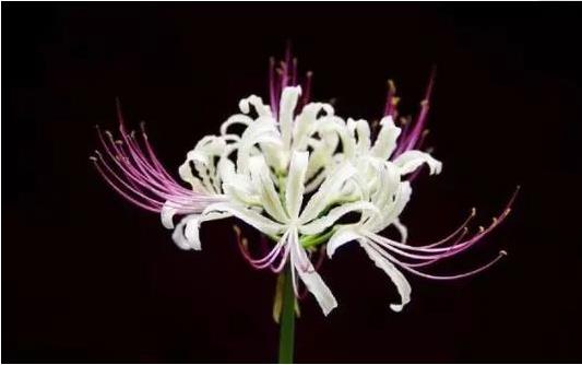 1573975338595006.jpg 4.jpg