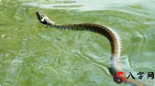 梦见青蛇追自己