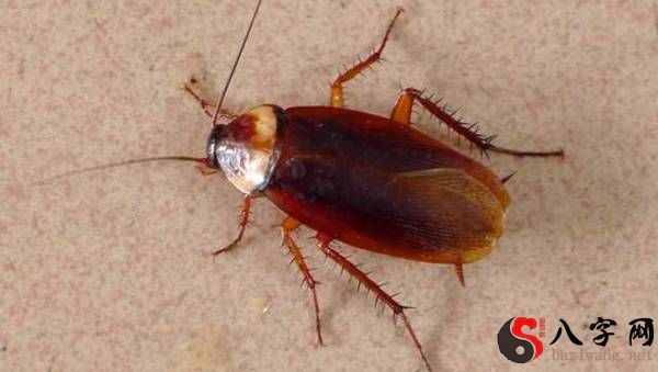 梦见屋里好多蟑螂