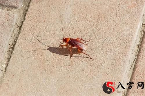 梦见把蟑螂打成两半