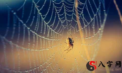 梦见大蜘蛛 梦见大蜘蛛