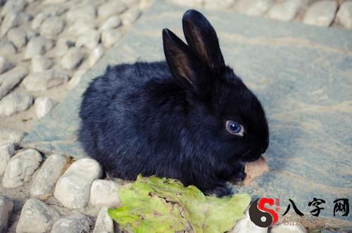 梦见兔子发金光