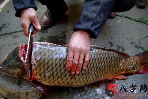 梦见别人杀大鱼