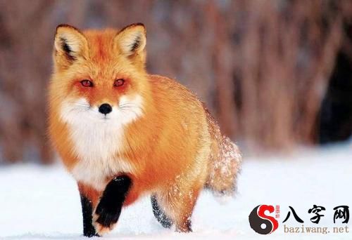 梦见一只漂亮红狐狸