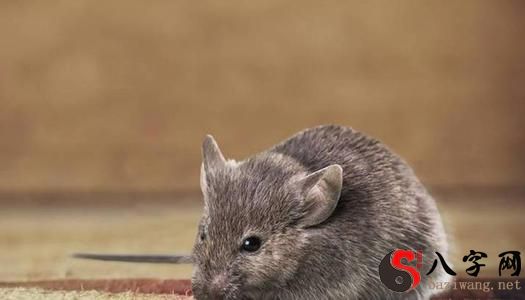 梦见一只很小的老鼠