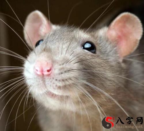 梦见老鼠爬在脸上