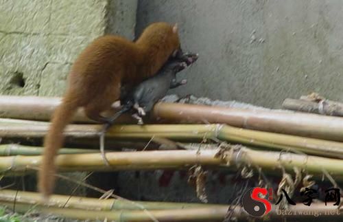 梦见黄鼠狼咬人