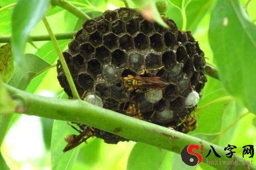 梦见马蜂窝