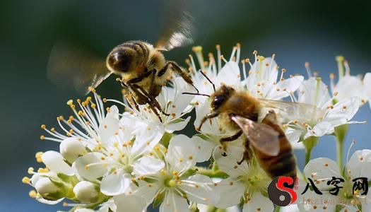 梦见自己被一群马蜂蛰