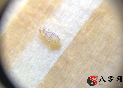 梦见屋里全是虫