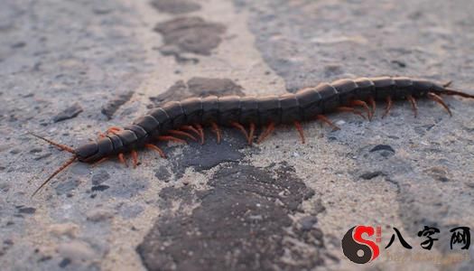 梦见蜈蚣爬到身上