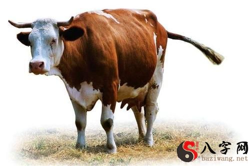 梦见牛丢了找牛