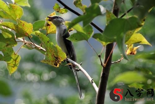 梦见树上有许多的鸟