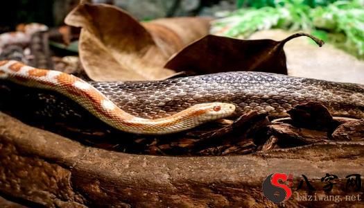 梦见大蟒蛇怀孕