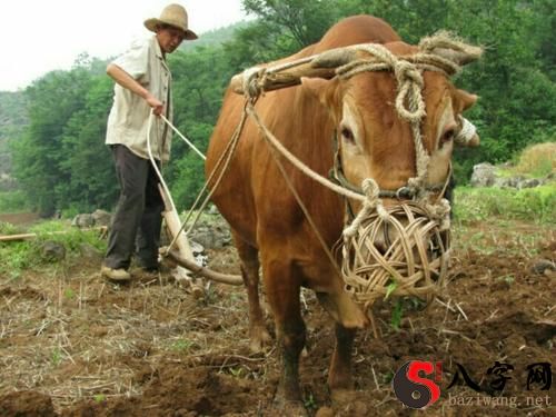 梦见牛不干活