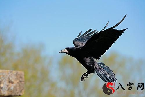 梦见乌鸦 梦见乌鸦