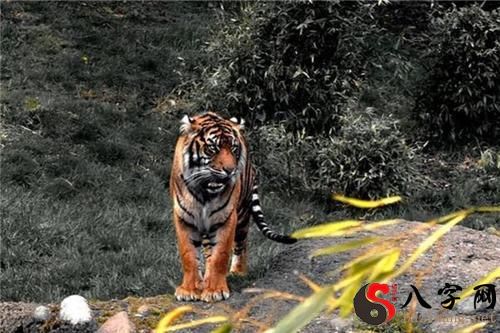 梦见老虎追赶自己