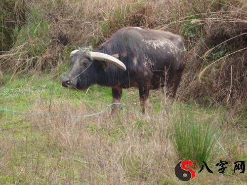 梦见我养了许多牛