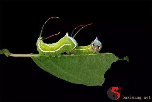 梦见黑色毛毛虫