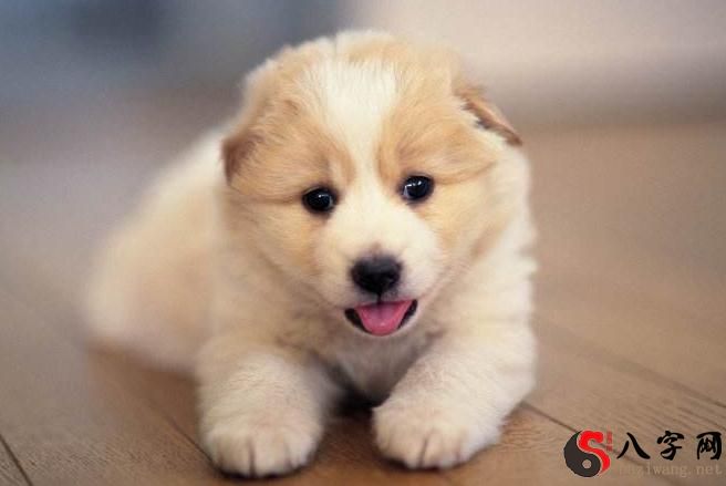 梦见许多可爱小狗