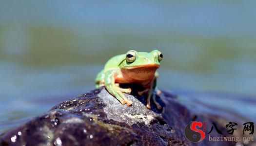 梦见一只巨型青蛙