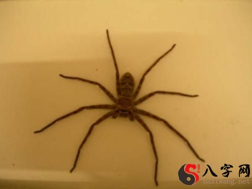 梦见自己手被蜘蛛咬了