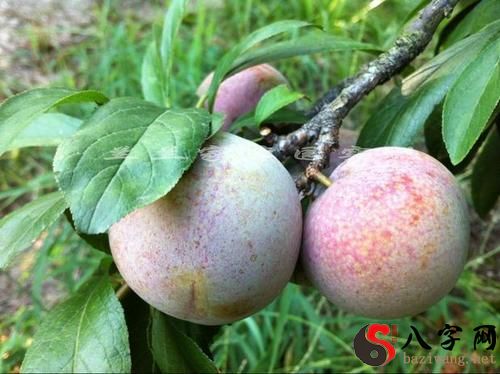 梦见树上结满了李子和桃子