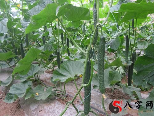 梦见黄瓜架上好多黄瓜