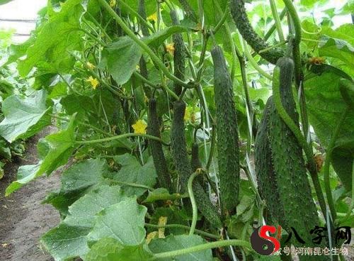 梦见土里长了黄瓜