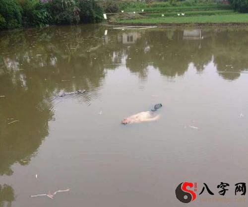 梦见洪水中游泳